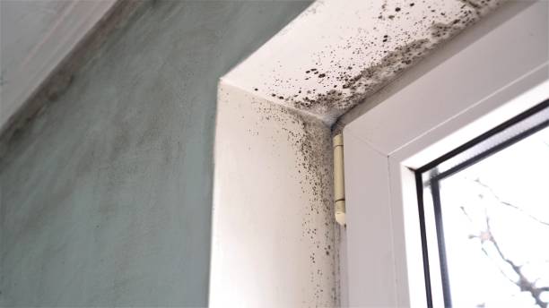Forensic Mold Investigation in Stagecoach, NV