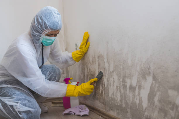 Best Commercial Mold Inspection  in Stagecoach, NV