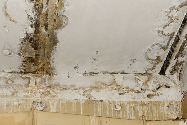 Best Black Mold Removal  in Stagecoach, NV