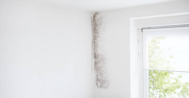 Trusted Stagecoach, NV Mold Removal Experts