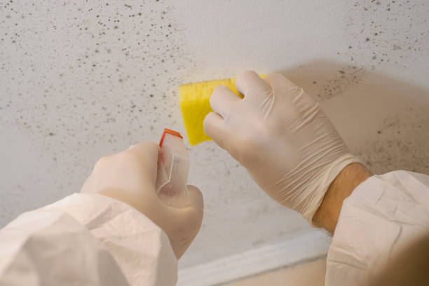  Stagecoach, NV Mold Removal Pros