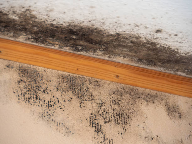 Best Mold Odor Removal Services  in Stagecoach, NV