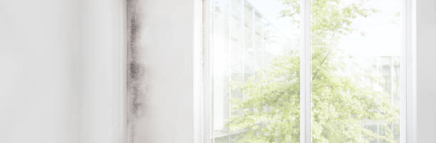 Best Mold-Related Health Consultation  in Stagecoach, NV
