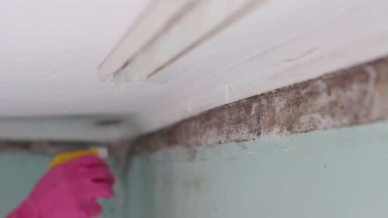Dehumidification Services in Stagecoach, NV